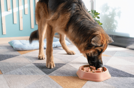 CoQ10 for Dogs: Benefits, Dosage, Risks, and Best Supplements for Canine Health